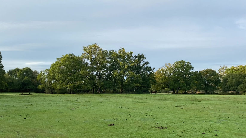 New Forest